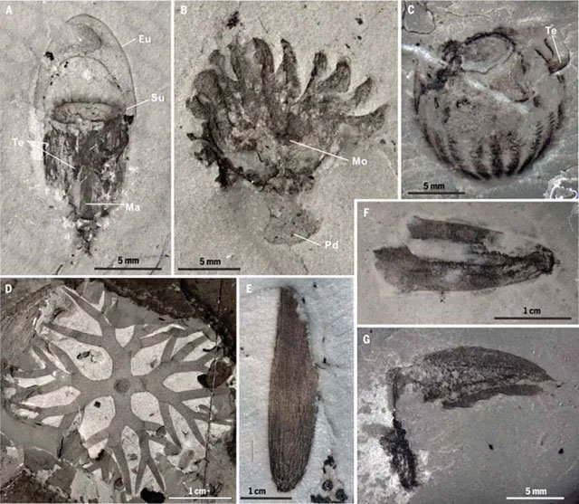 Các mẫu hoá thạch mới được các nhà khảo cổ học phát hiện tại Trung Quốc.