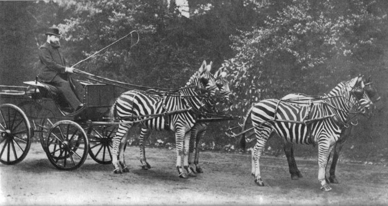 Lionel Walter Rothschild (1868-1937) với những con ngựa vằn nổi tiếng một thời. Việc thuần hóa thành công ngựa vằn là điều tương đối hiếm. 