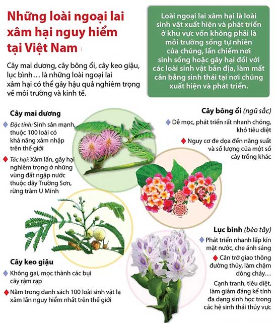 Những loài thực vật ngoại lai ở Việt Nam
