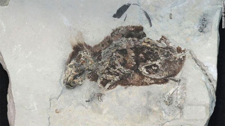 Hóa thạch chuột 3 triệu năm tuổi vẫn còn nguyên vẹn.