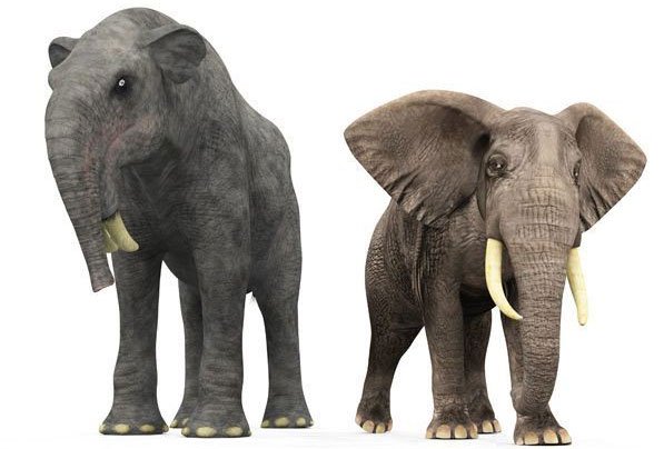 Hình ảnh so sánh kích thước của loài Deinotherium so với voi Châu Phi ngày nay.