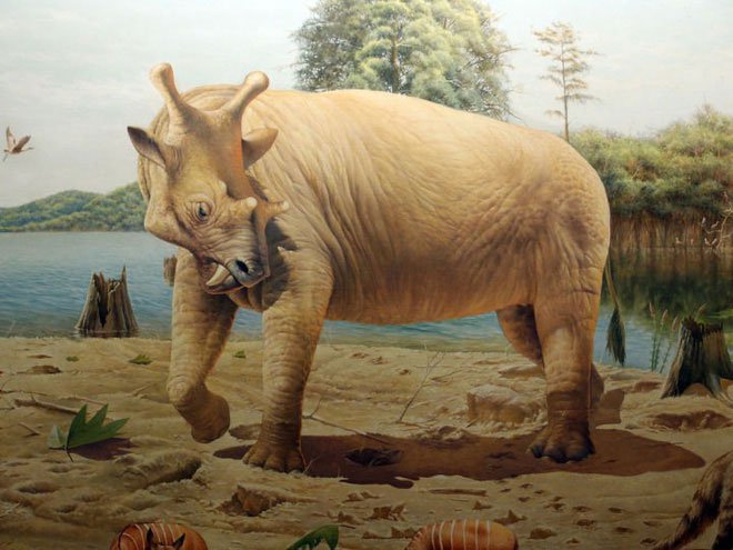 Uintatherium đực sở hữu 6 chiếc sừng trên trán