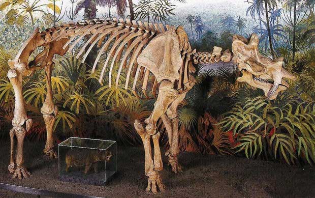 Xương hóa thạch của loài Uintatherium.