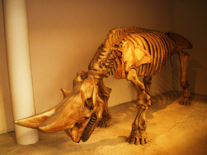 Một bộ xương của loài Arsinoitherium
