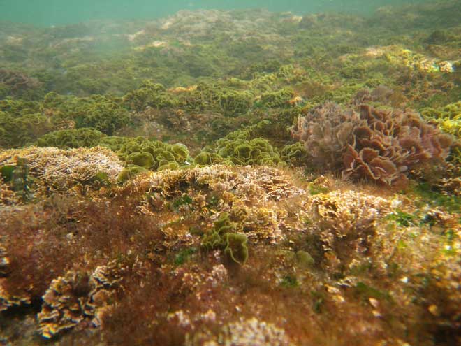 Liệu tảo có thể giữ chìa khóa cho tương lai?