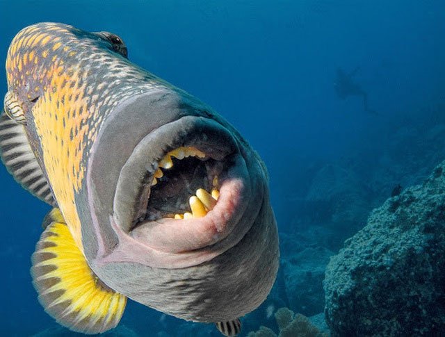 Cận cảnh hàm răng sắc của loài cá nóc có tên khoa học là titan-triggerfish.