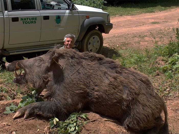 Lợn rừng ở Mỹ đặc biệt to lớn và sinh đẻ mạnh.