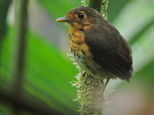 Phát hiện một loài chim mới siêu nhút nhát tại Colombia