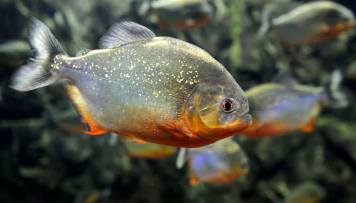 Cá piranha bụng đỏ được cho là loài bị ảnh hưởng nặng nề nhất.