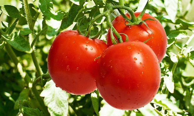 Cà chua là loại thực phẩm biến đổi gene đầu tiên được sử dụng rộng rãi tại Mỹ. 
