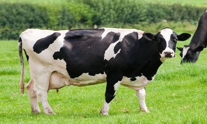 rBGH là loại hormone tăng trưởng bò tái tổ hợp. Hormone này được tổng hợp từ vi khuẩn biến đổi gene.