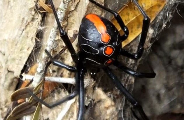 Nam Phi vừa phát hiện một loài nhện mới tại khu rừng cát nguyên sinh thuộc tỉnh KwaZulu-Nata
