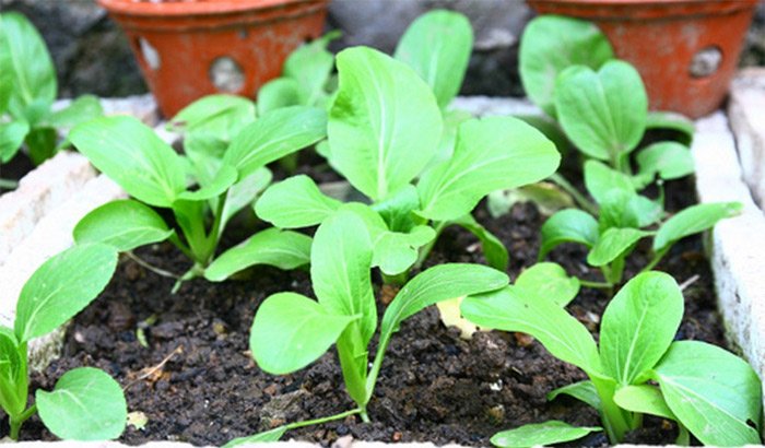 Rau cải xanh có thể được gieo hạt hoặc trồng bằng cây con