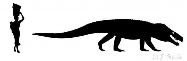 Loài cá sấu tiền sử này sở hữu một cái đầu to, cao với lỗ mũi hướng về phía trước