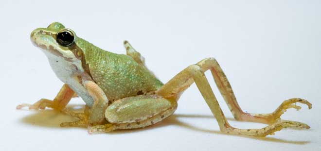 Đột biến thêm chi sau ở ếch do nhiễm ký sinh trùng sán lá.