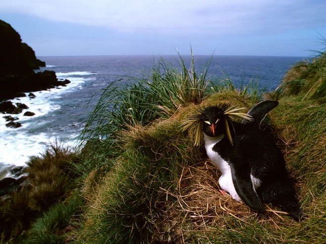 Hơn 40% diện tích hòn đảo là khu bảo tồn thiên nhiên, nơi sinh sống của nhiều loài chim quý hiếm.