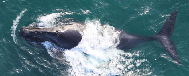 Cá voi Bắc Thái Bình Dương  hay còn gọi là cá voi đen.