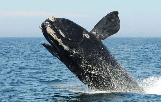 Lần đầu tiên trong lịch sử, chúng ta thu được tiếng hát của loài cá voi đen hiếm nhất thế giới