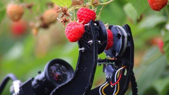 Robot thu hoạch dâu tây của Martin Stoelen tại Anh.