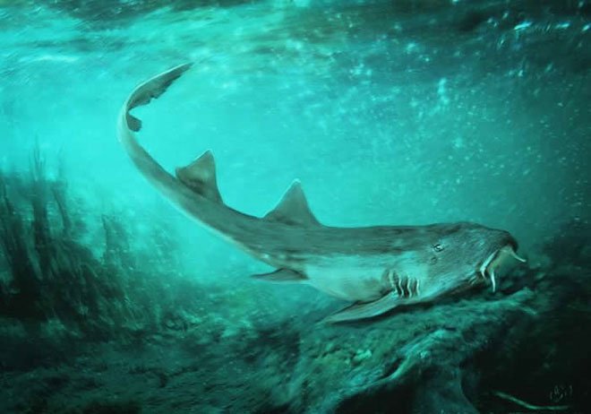 Đây là loài cá mập nhỏ sống ở cuối kỷ Phấn trắng cách đây 66 triệu năm.