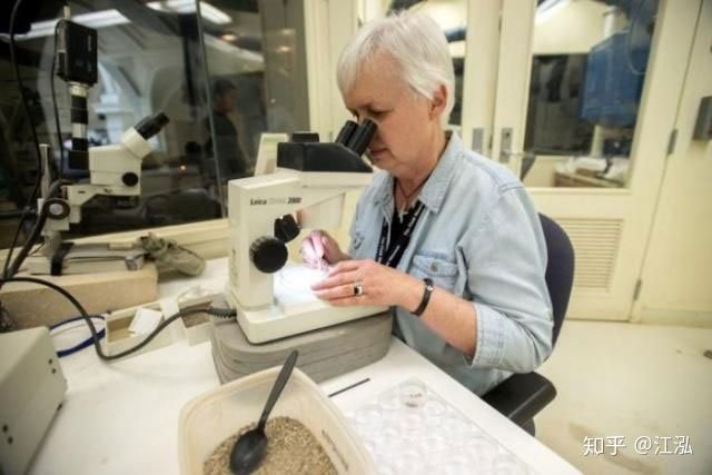 Karen Nordquist đang quan sát các mảnh vỡ bằng kính hiển vi.