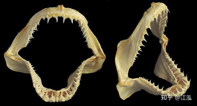 Cá mập răng ong có thân hình phẳng và đầu to.