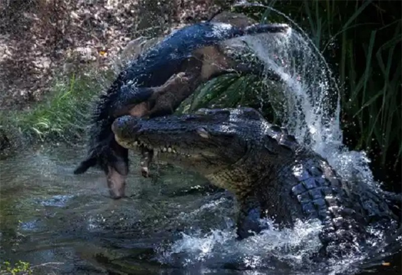 Cá sấu già hất tung lợn rừng lên không trung rồi làm thịt