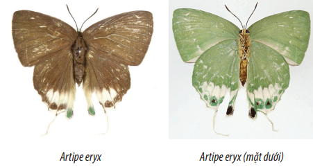 Loài bướm Tia ánh xanh - Aripe eryx , sải cánh 45-50 mm, được ghi nhận mới cho Việt Nam vào năm 2003 bởi Vũ Văn Liên. Ảnh: Vũ Văn Liên