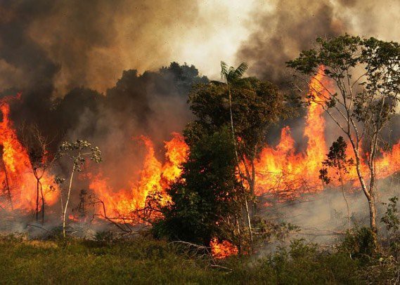 Tìm đám cháy rừng Amazon trên Google, kết quả cho ra toàn... máy tính bảng - Ảnh 16.