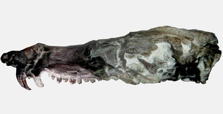 Phát hiện hóa thạch có hình dạng giống con sóc “Scrat” trong bộ phim hoạt hình “Kỷ băng hà