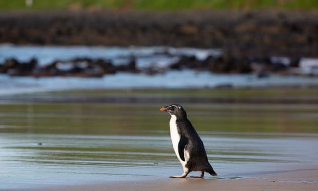 Con chim cánh cụt đã bơi 2.500km từ New Zealand đến Australia.