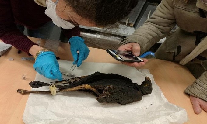 Nhóm nghiên cứu kiểm tra xác chim ó Buteo chân dài.