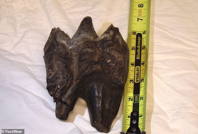 Hóa thạch răng của mastodon vừa được tìm thấy