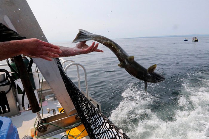 Một con cá hồi Chinook được thả về đại dương