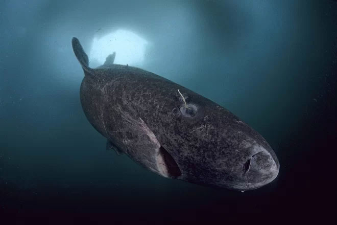 Cá mập Greenland không nhiều kẻ thù nhờ kích cỡ cơ thể khổng lồ của nó.