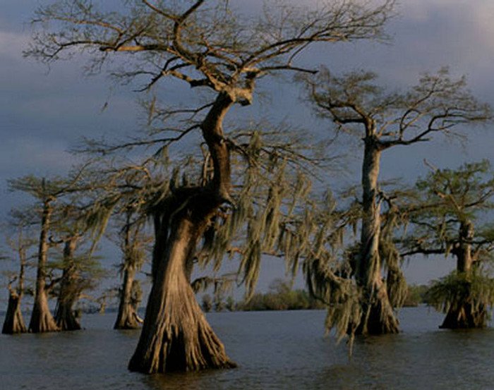 Những thân cây có hình dáng ma quái là đặc trưng khiến đầm lầy Manchac ở Louisiana được mệnh danh một trong số những nơi rùng rợn nhất thế giới.