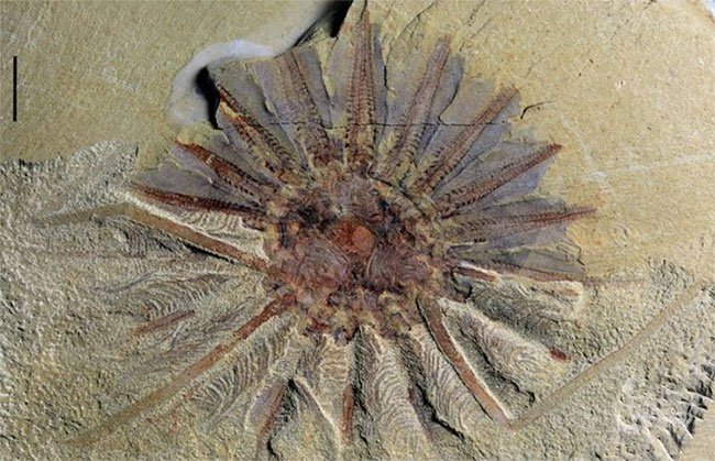 Hóa thạch của sinh vật biển thời tiền sử được tìm thấy ở Trung Quốc.