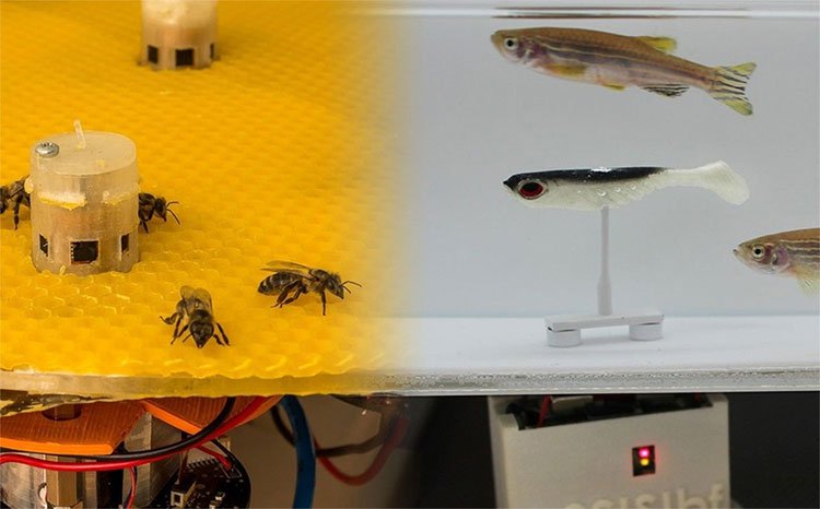 Những robot giúp kết nối bầy ong và đàn cá