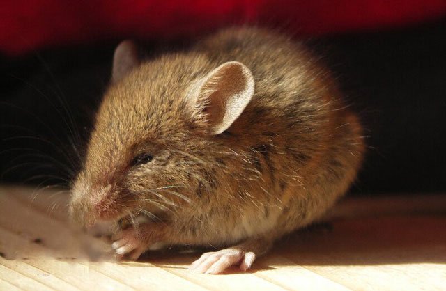Chuột đã được thuần dưỡng hàng trăm năm nay.