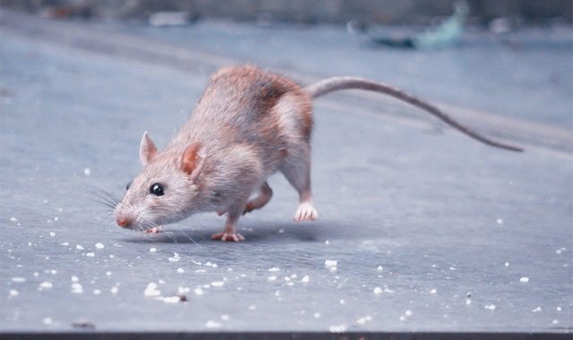 Chuột là loài khá thông minh.