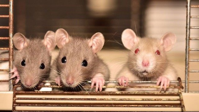 Chuột là loài khá kén ăn hơn bạn tưởng.