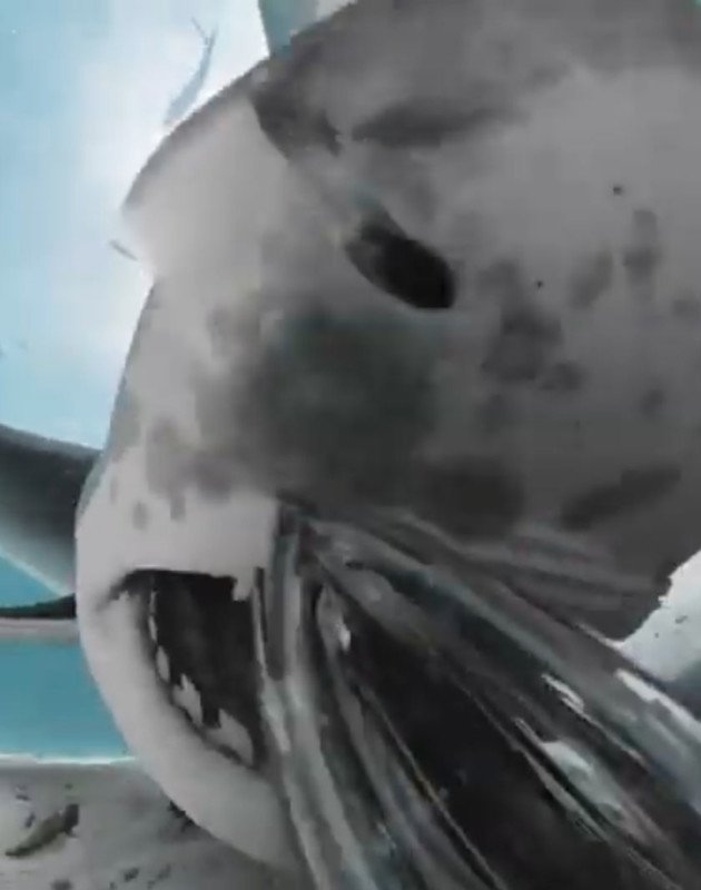 Cận cảnh bên trong miệng con cá mập sau khi cố nuốt chửng chiếc camera - Ảnh 4.