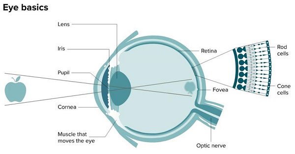 Cấu trúc cơ bản của mắt cho thấy vị trí của hố mắt. 