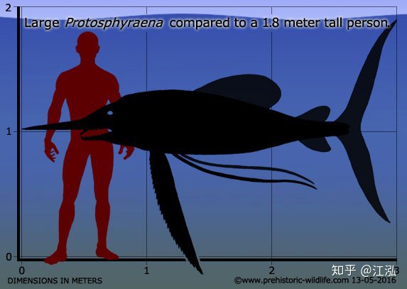 Giới nghiên cứu cho rằng loài cá Protosphyraena dài từ 2 đến 3 mét.