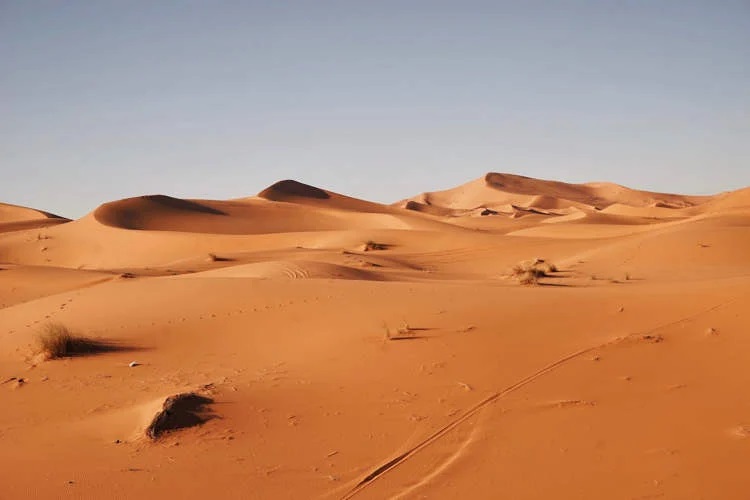 Công nghệ biến cát sa mạc cằn cỗi thành đất màu mỡ chỉ trong 7 tiếng - Ảnh 1.
