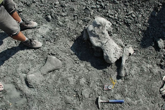 Hoá thạch của loài Lisowicia Bojani được phát hiện tại Ba Lan.