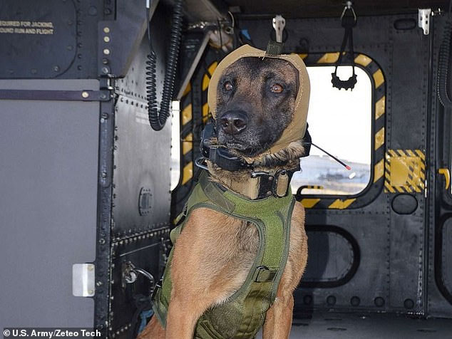 Ngay cả chuyến đi ngắn trên máy bay trực thăng cũng khiến thính giác những chú chó bị ảnh hưởng.
