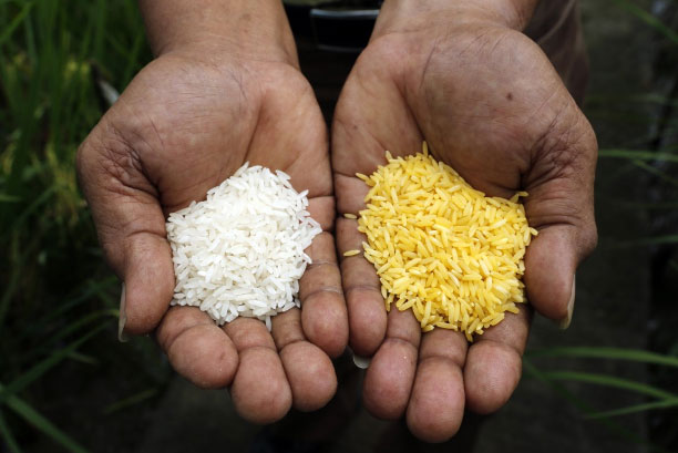 Bangladesh sắp trở thành quốc gia đầu tiên cho phép trồng gạo vàng biến đổi gene