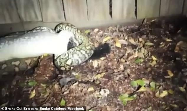 Trăn thảm nuốt chửng thú có túi trong vườn nhà ở Úc.
