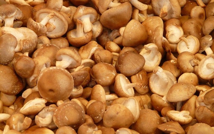 Lợi ích của nấm phụ thuộc vào loại nấm mà người ta cho thú cưng của họ ăn. 